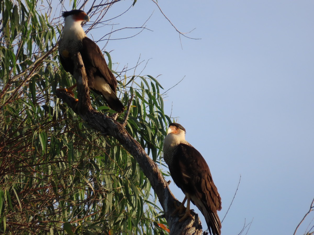 Crested Caracara - ML603701221