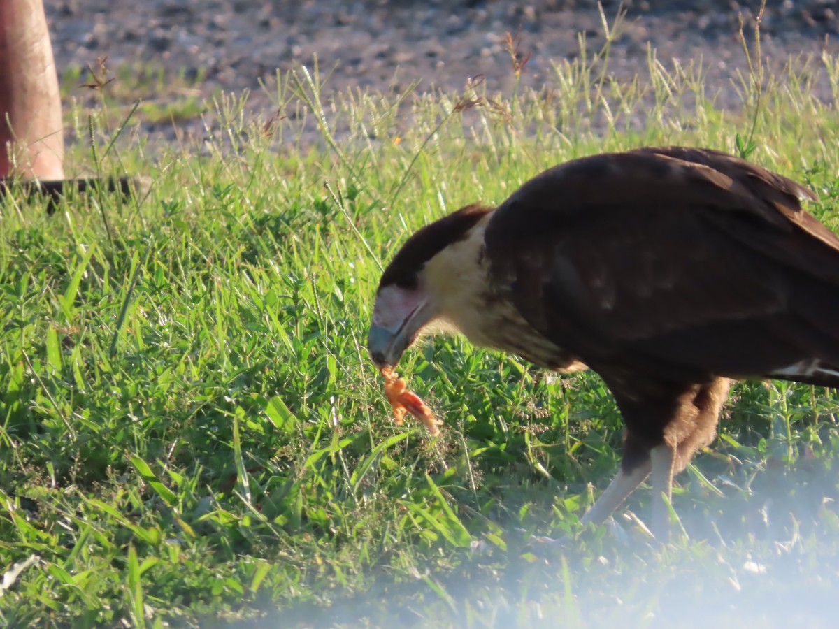 Crested Caracara - ML603701261