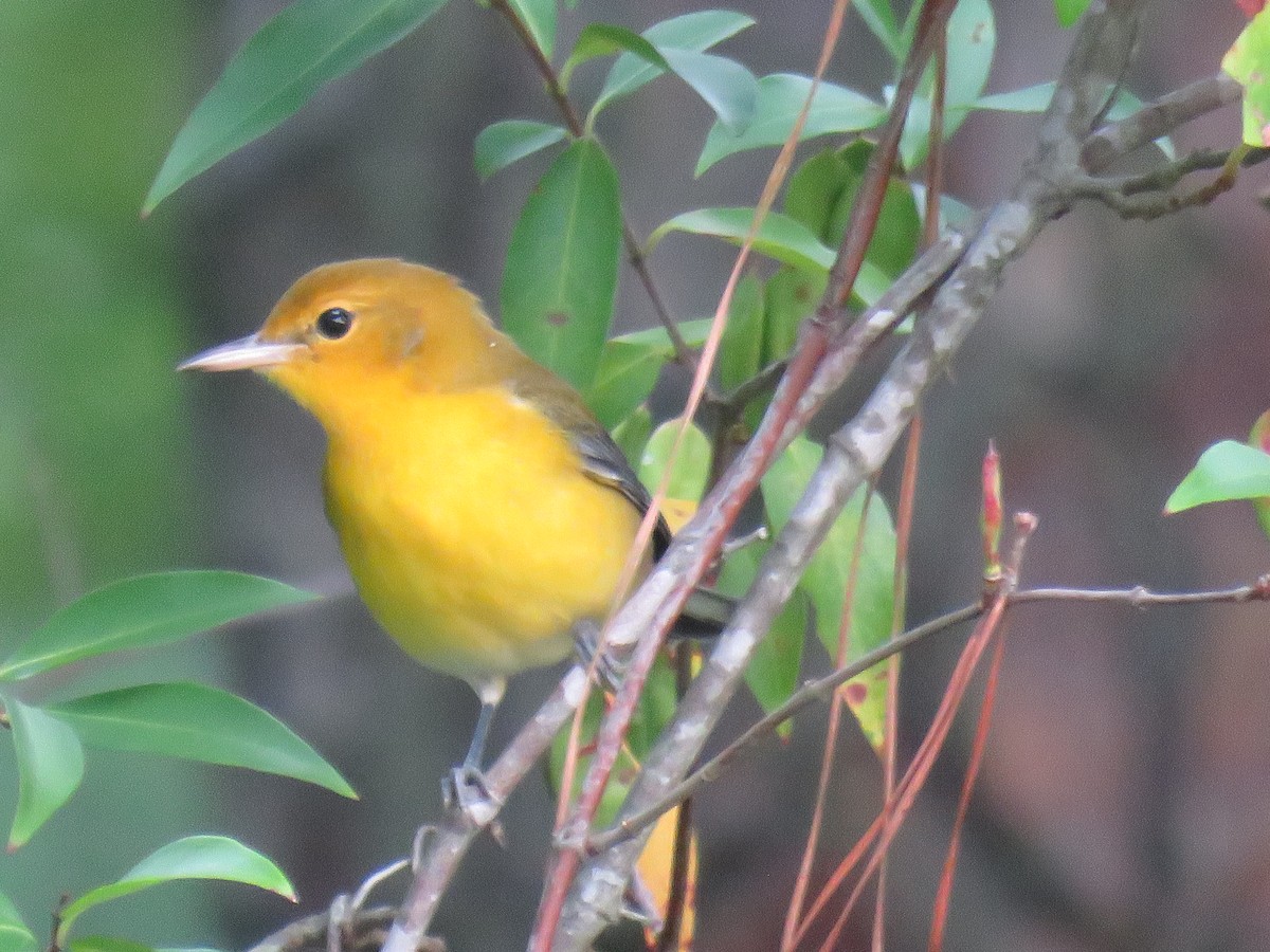 Prothonotary Warbler - Robert Hansen