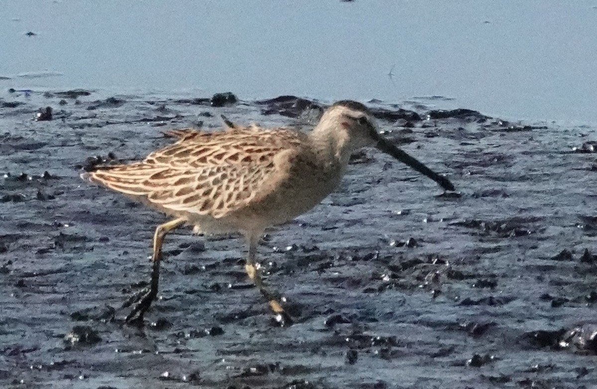 Short-billed Dowitcher - ML603702181