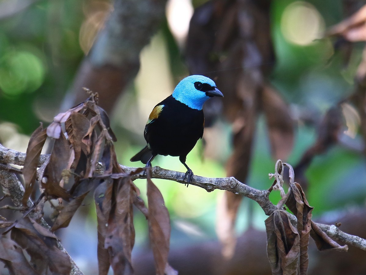 Blue-necked Tanager - ML60370321