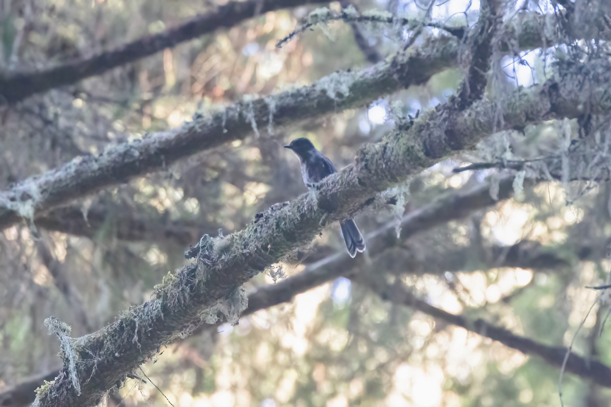 Canada Jay - ML603704021