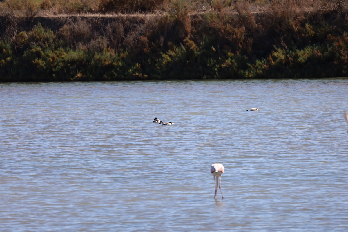 Common Shelduck - ML603704041