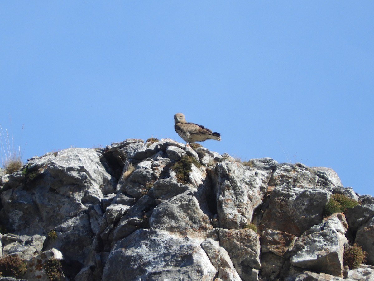 orlík krátkoprstý - ML603704971