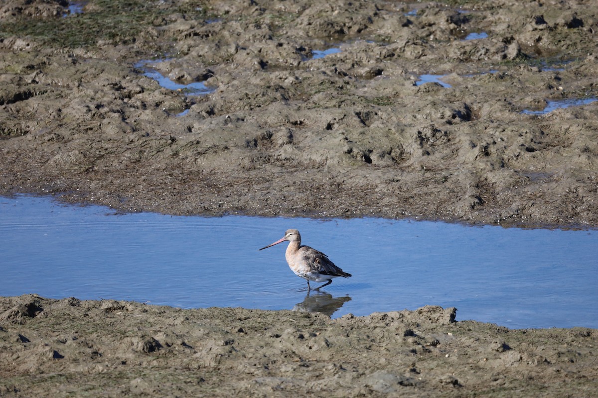 Black-tailed Godwit - ML603705191