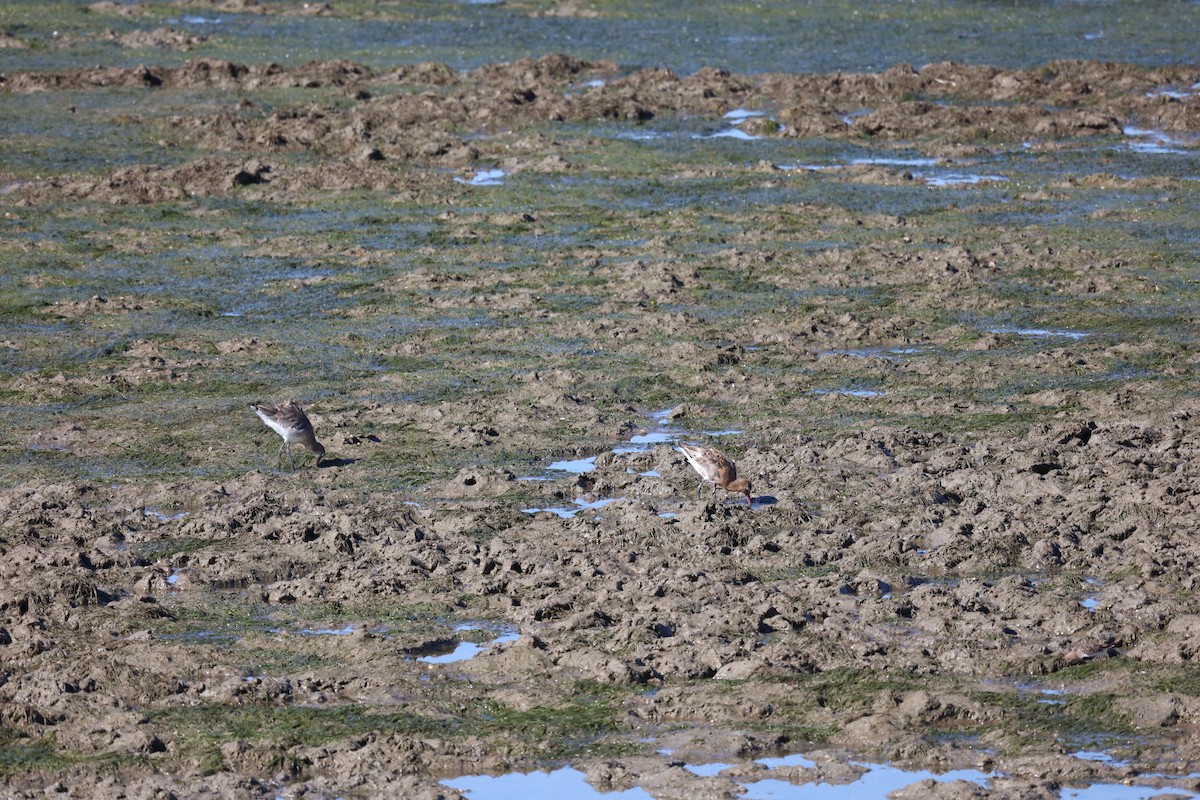 Black-tailed Godwit - ML603705201