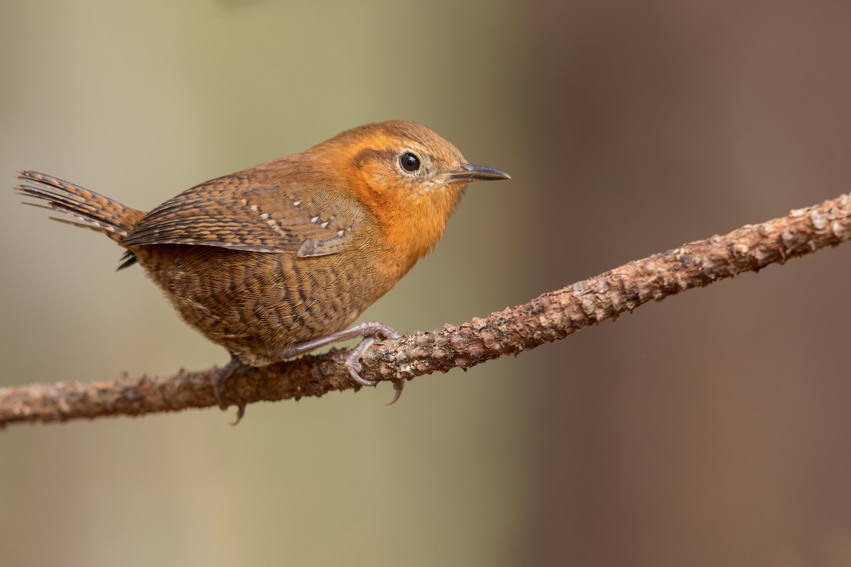 Rufous-browed Wren - Dubi Shapiro
