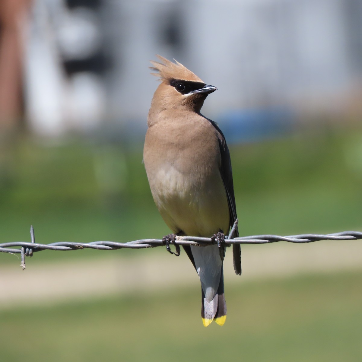 Cedar Waxwing - ML603705531