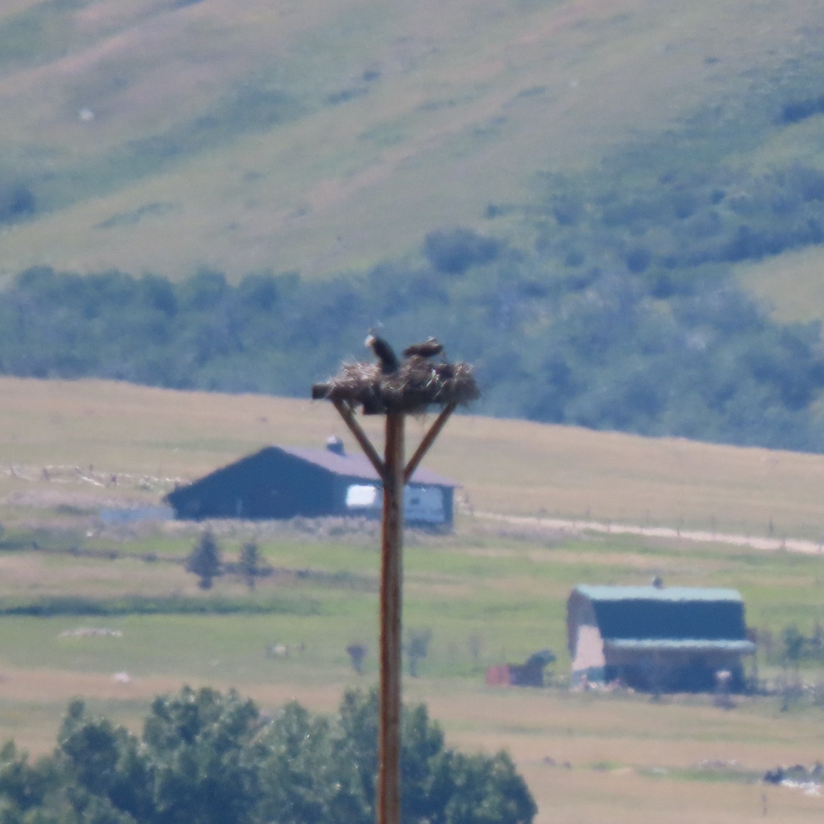 Osprey (carolinensis) - ML603705601