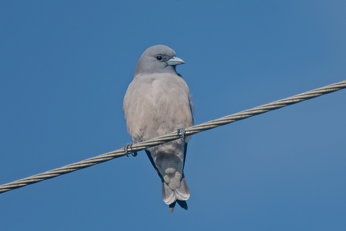 Ashy Woodswallow - ML603705661