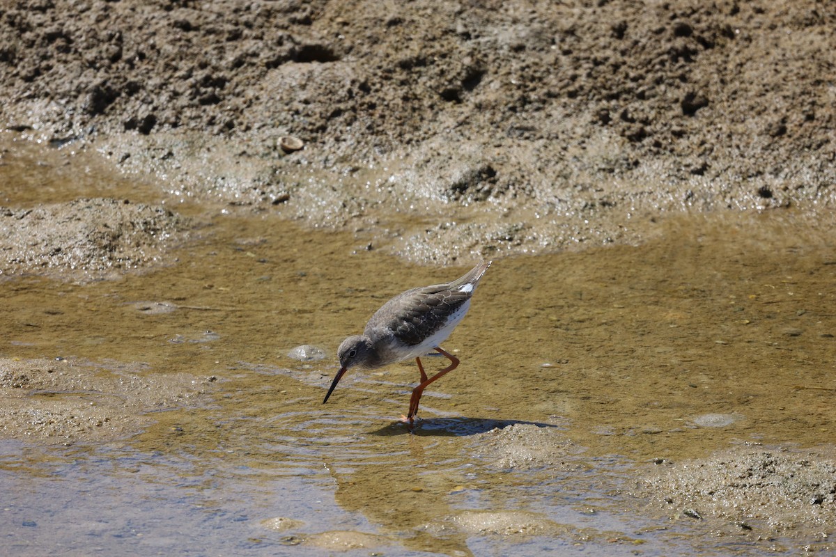 Common Redshank - ML603705691