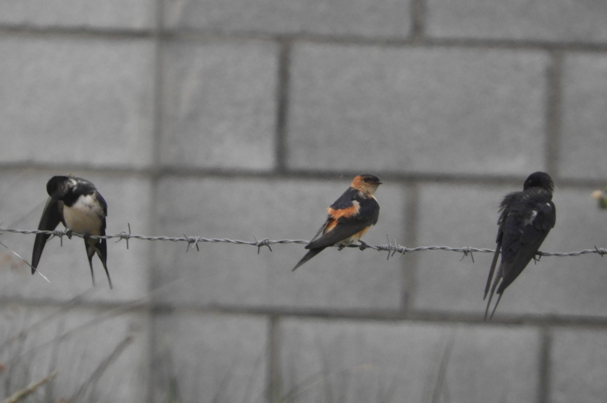 vlaštovka červenavá - ML603705861