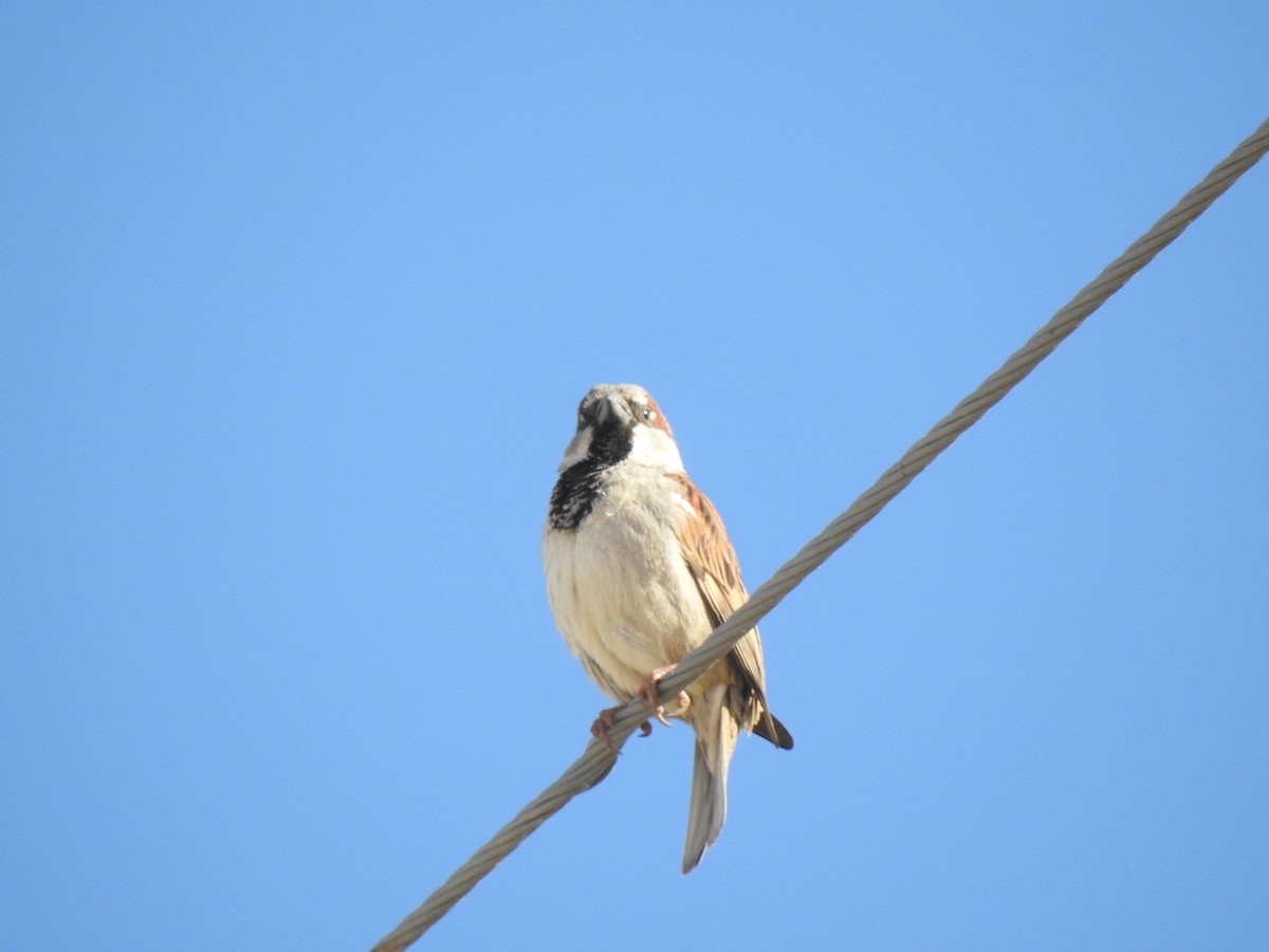 House Sparrow - ML603706231