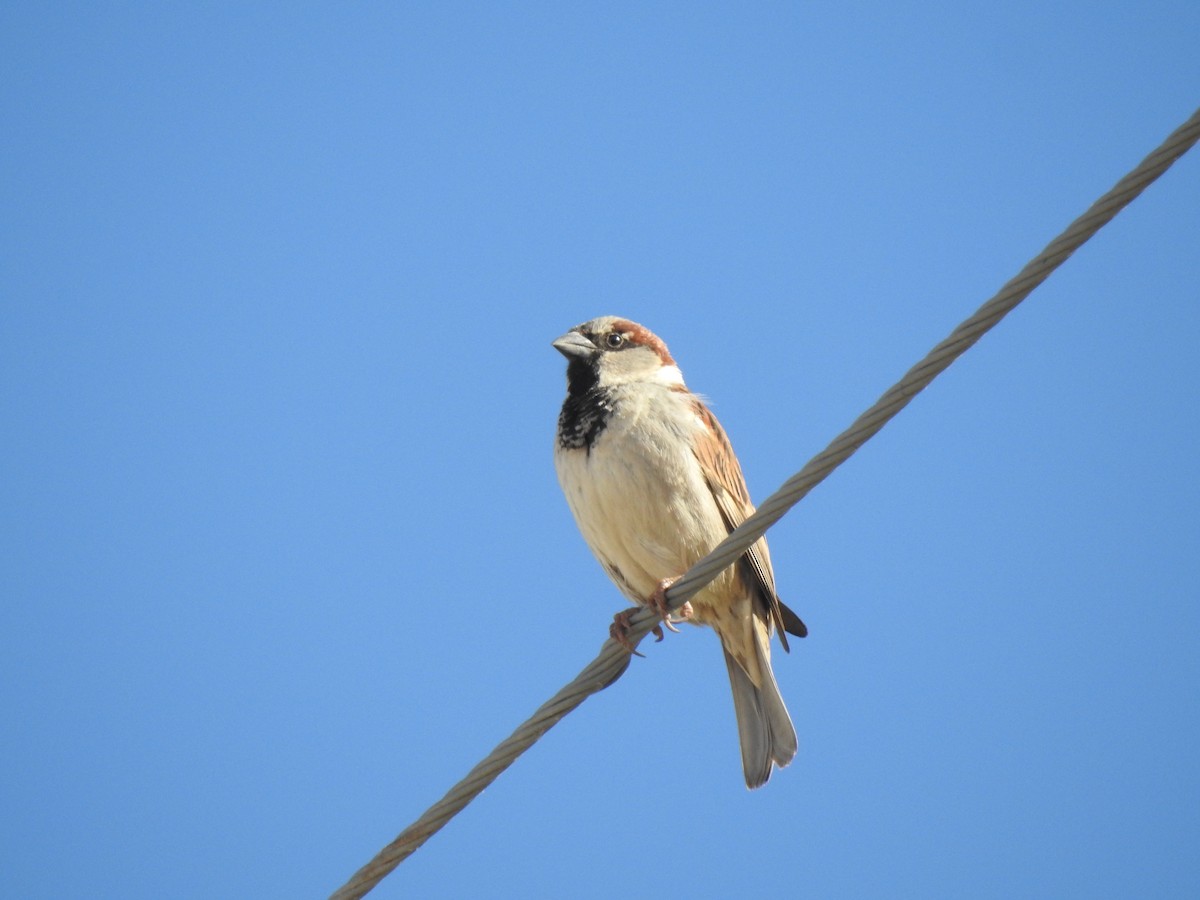House Sparrow - ML603706241