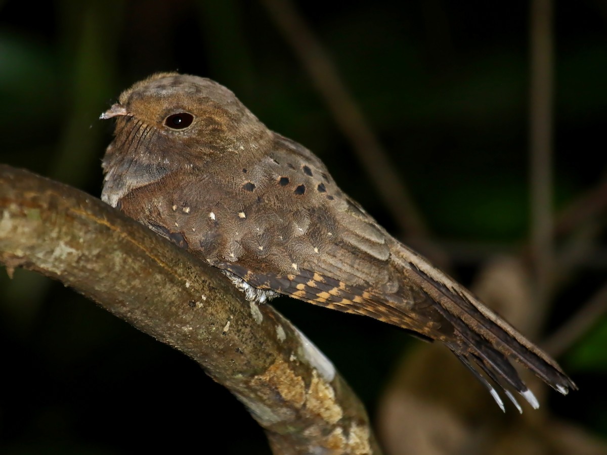 Ocellated Poorwill - Carmen Lúcia Bays Figueiredo