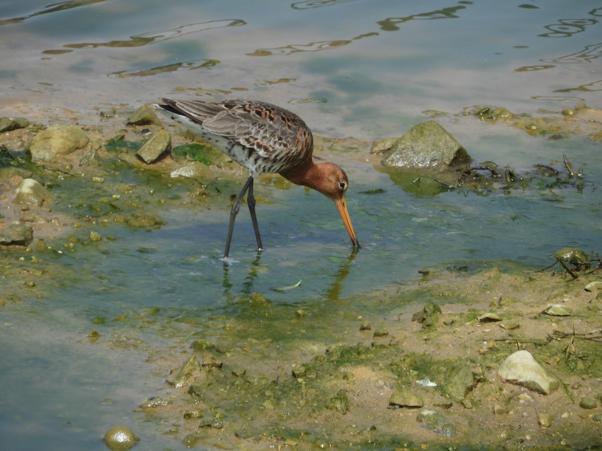 břehouš černoocasý - ML603706521