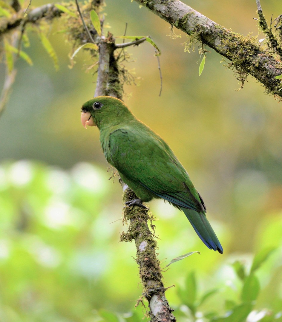 Blue-bellied Parrot - ML603706721