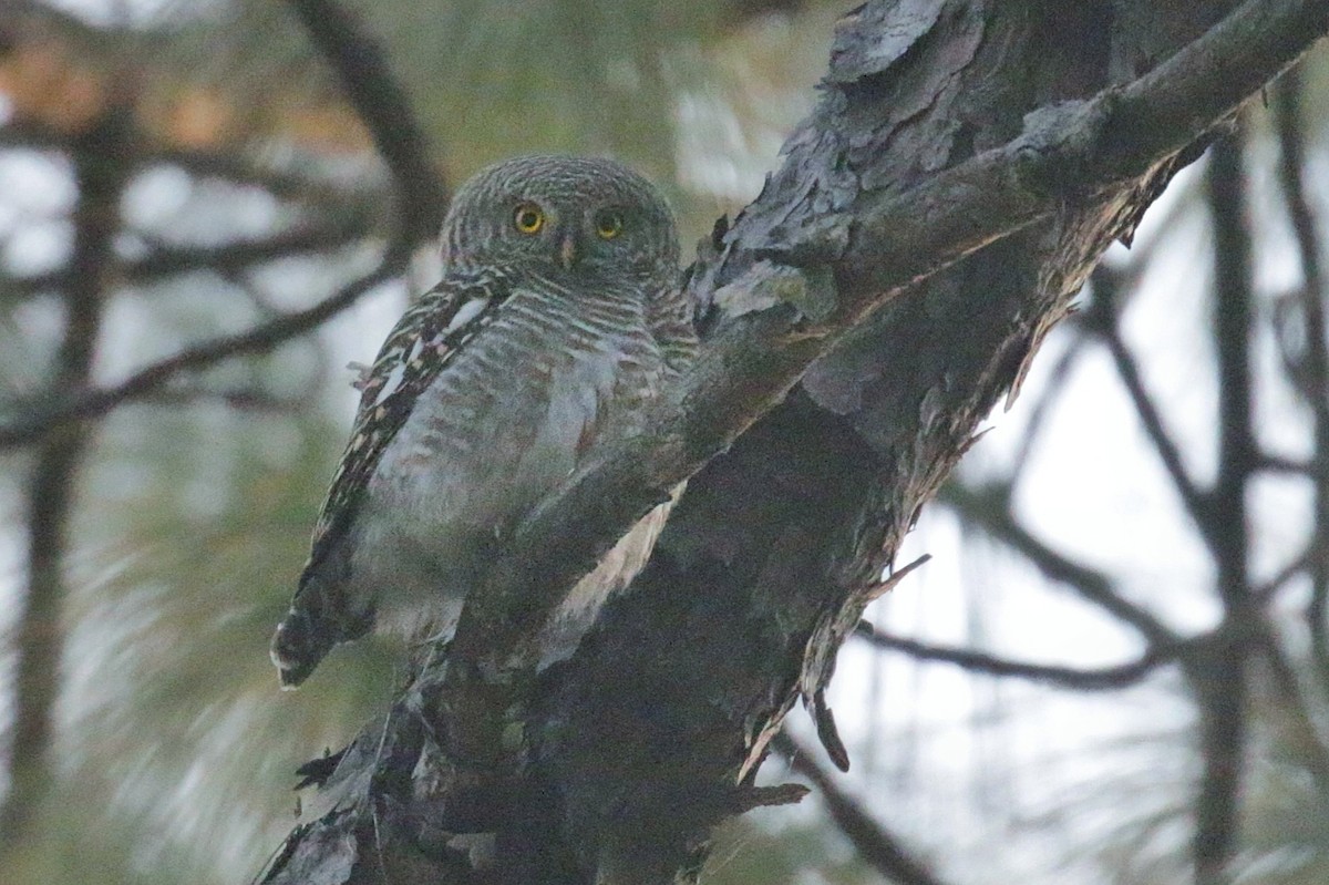 Asian Barred Owlet - ML603707051