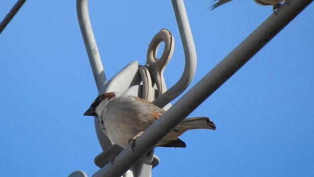 Italian Sparrow - ML603707181