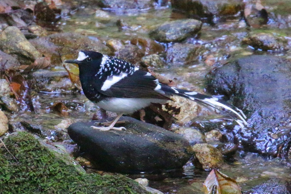 Spotted Forktail - ML603707191
