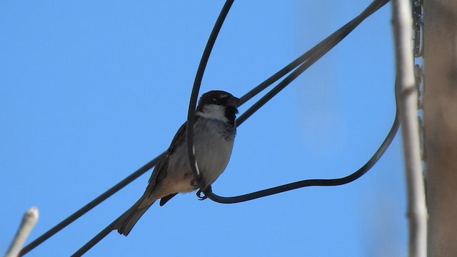 Moineau cisalpin - ML603707201