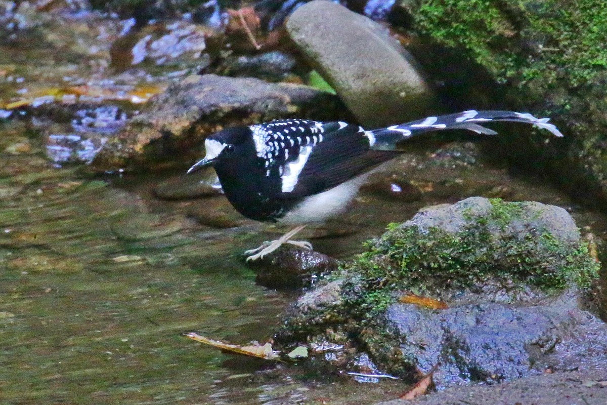 Spotted Forktail - ML603707211