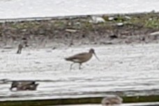 Hudsonian Godwit - ML603707261