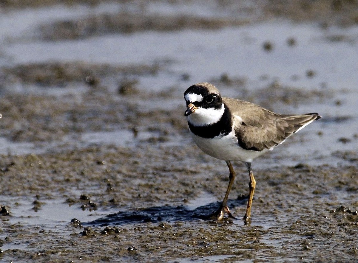 Semipalmated Plover - ML603707361