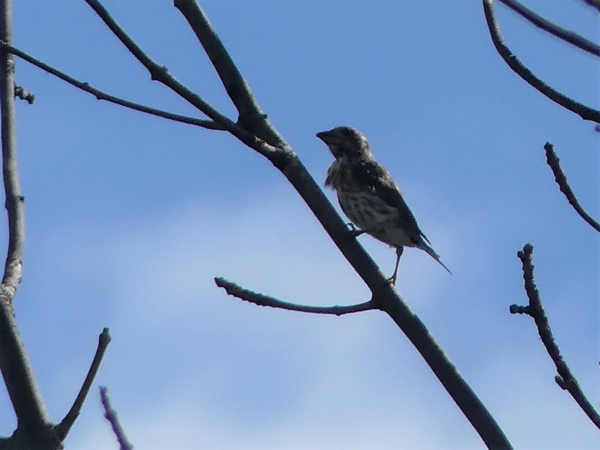 Rose-breasted Grosbeak - ML603707421