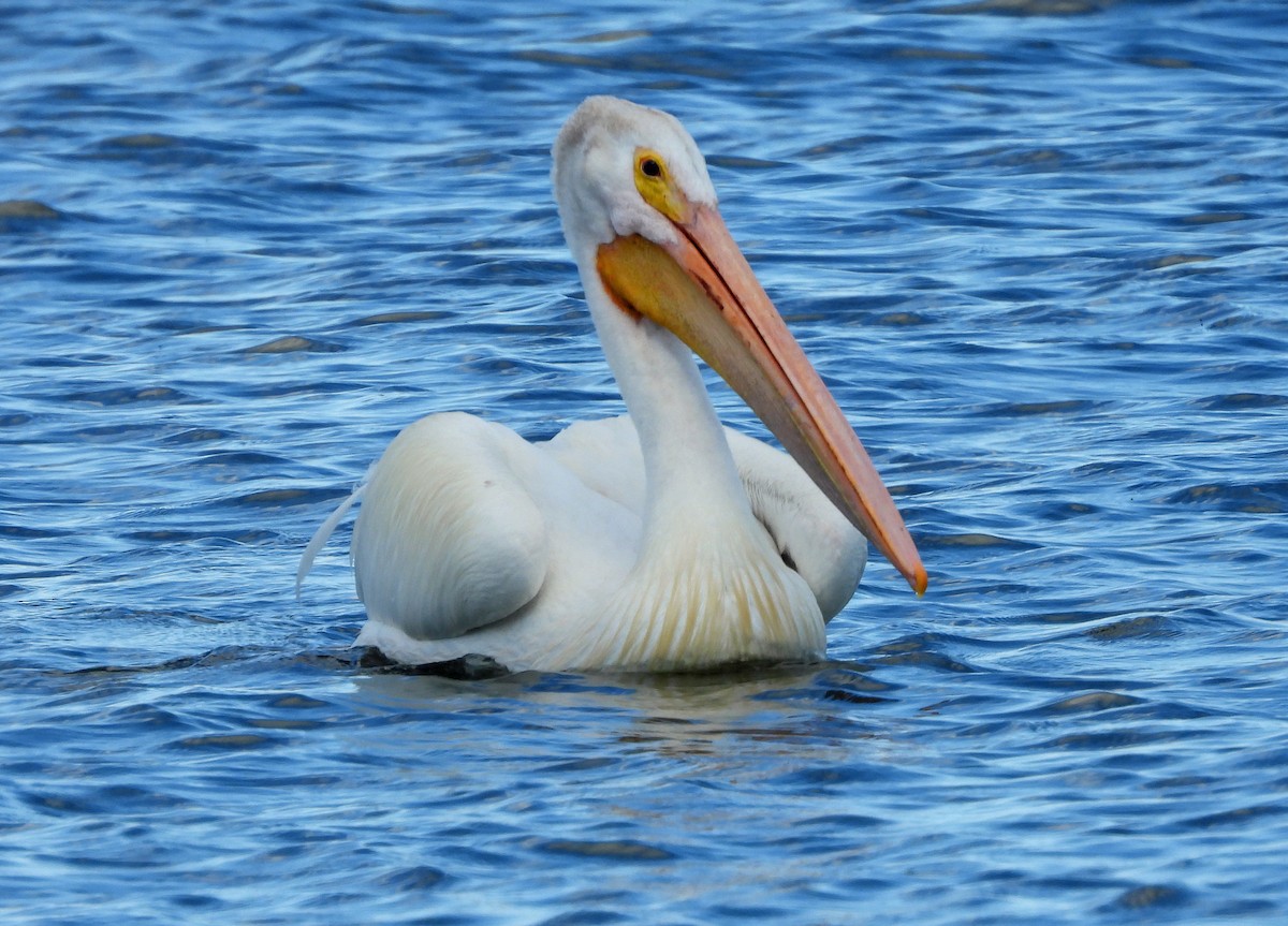 American White Pelican - Jock McCracken