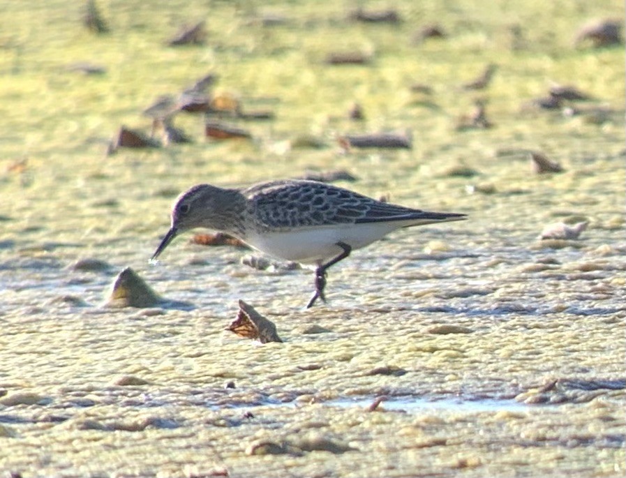Baird's Sandpiper - angelique mori