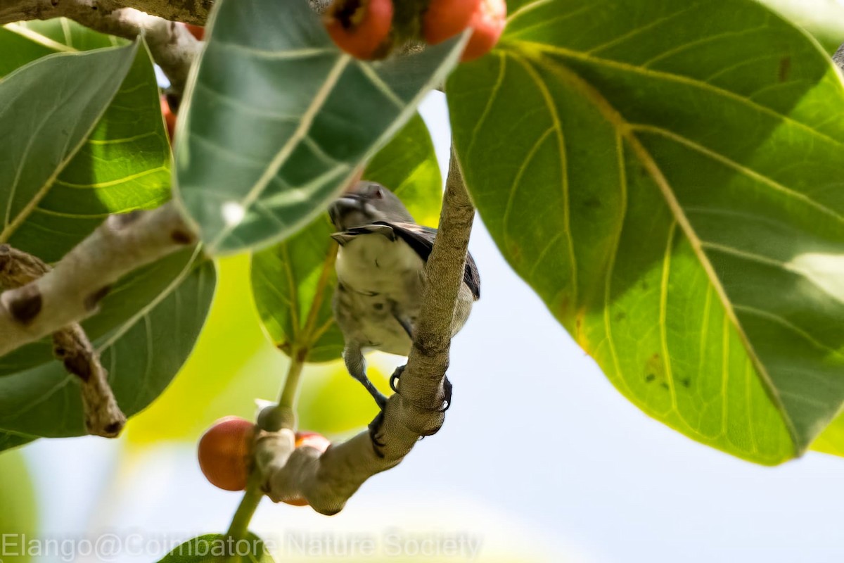 Thick-billed Flowerpecker - ML603709781