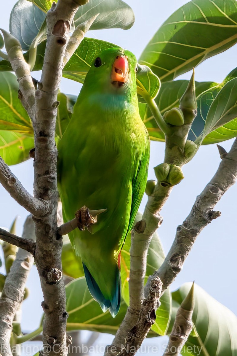 Vernal Hanging-Parrot - ML603710121