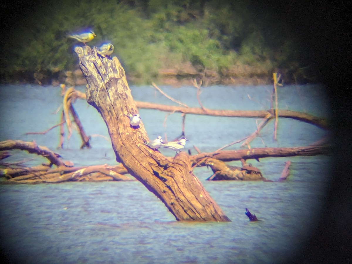 Common Tern - ML603710241