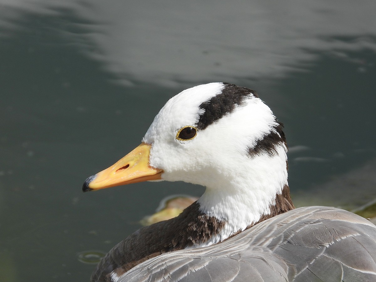 Bar-headed Goose - Peter L