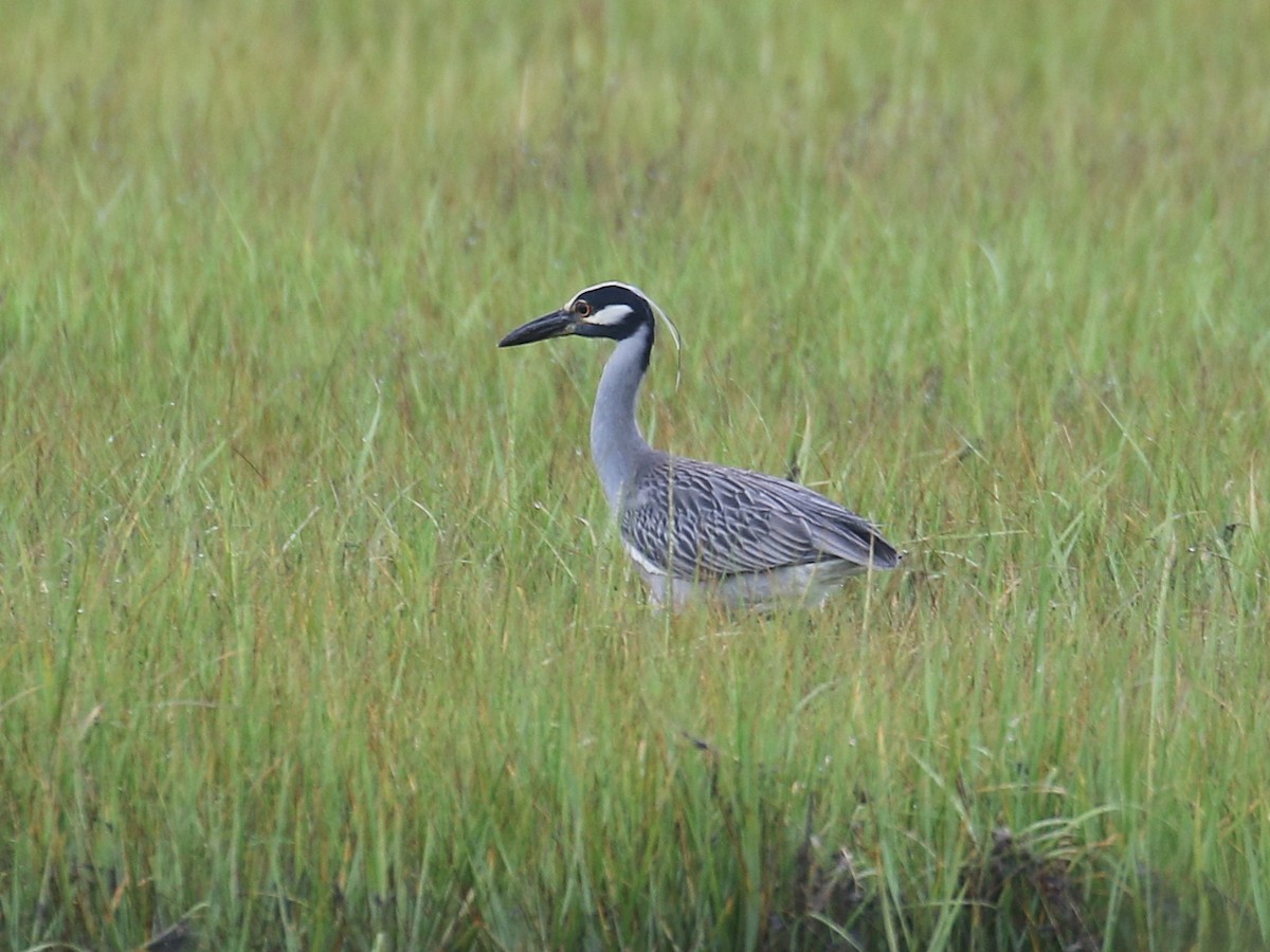Yellow-crowned Night Heron - ML603710461