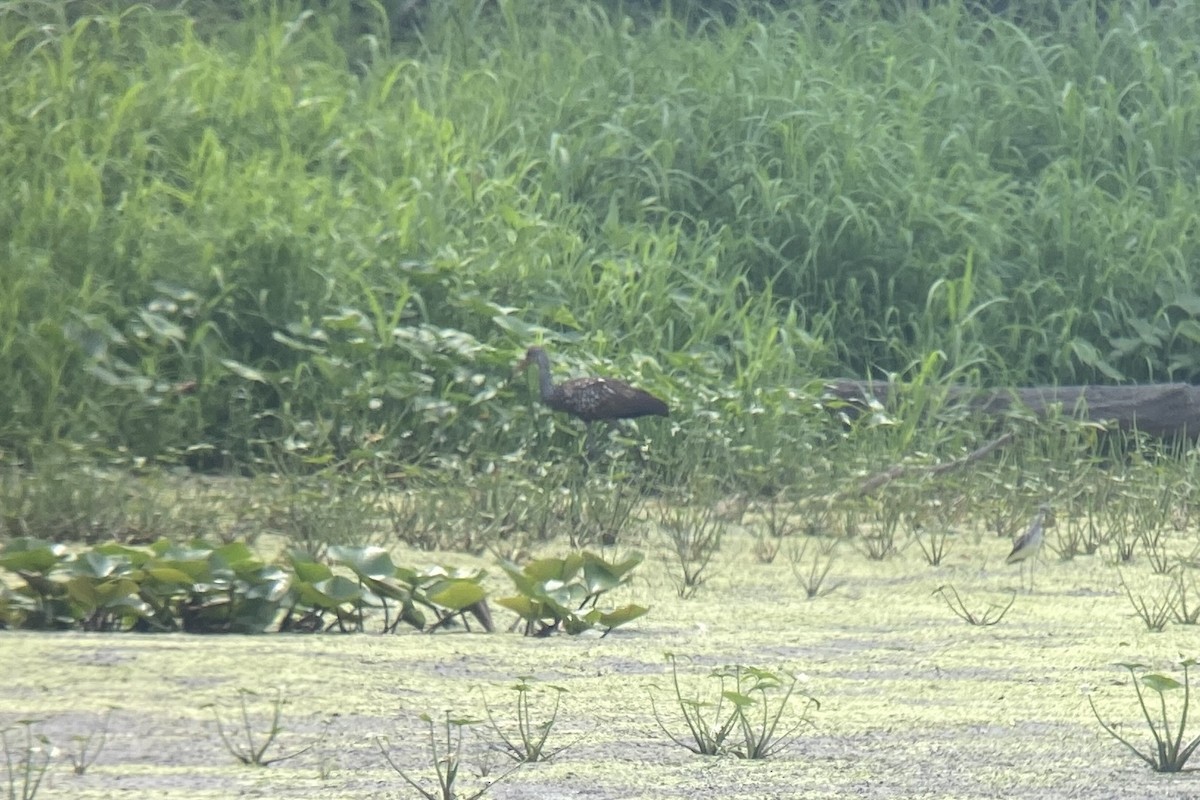 Limpkin - ML603711781