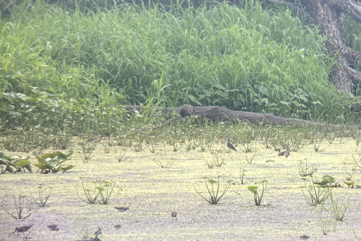Limpkin - ML603711791