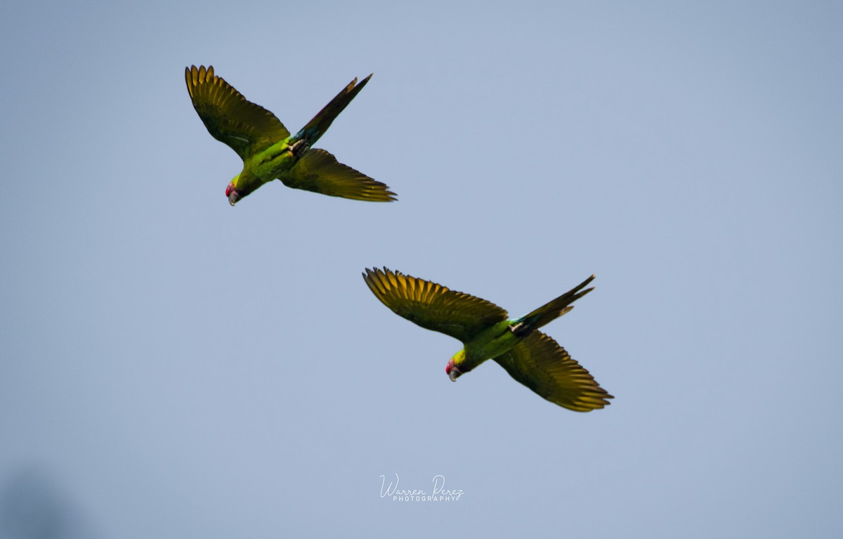 Military Macaw - ML603712521
