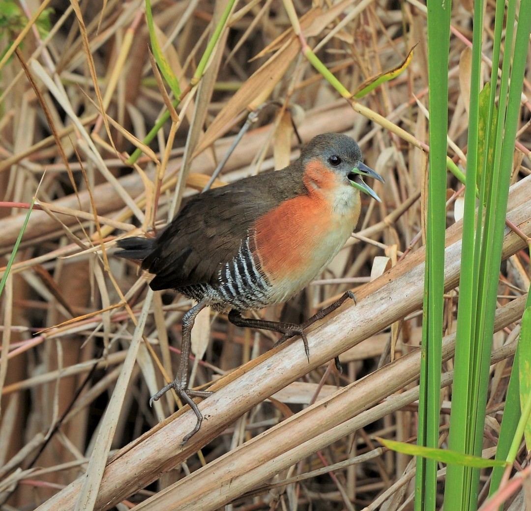 Rufous-sided Crake - Júlio César Machado