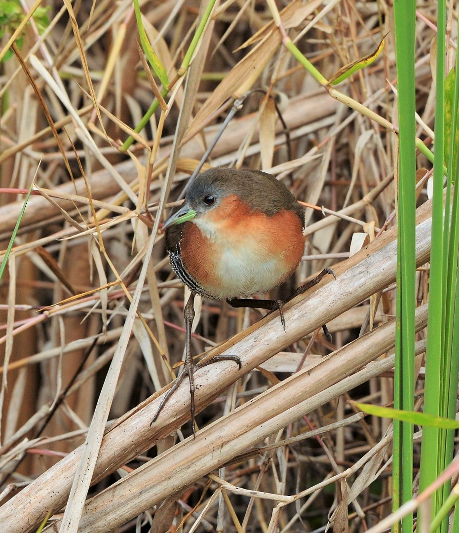 Rufous-sided Crake - Júlio César Machado