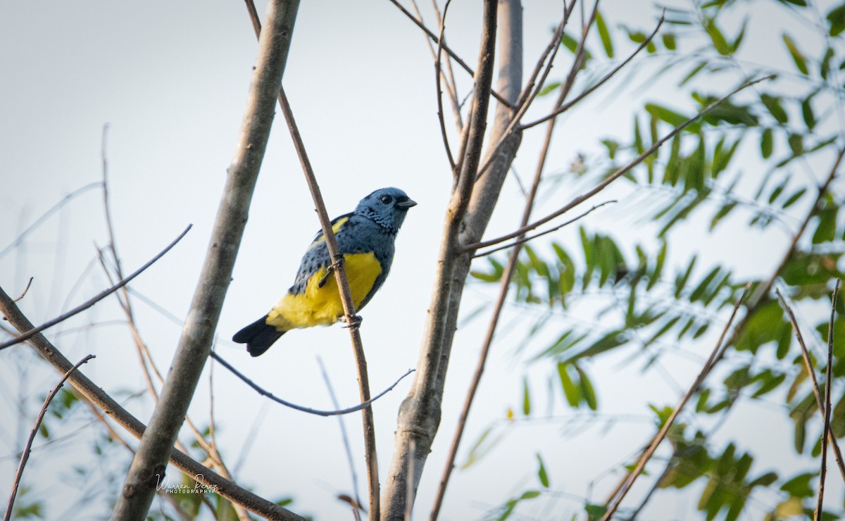 Turquoise Tanager - ML603712651