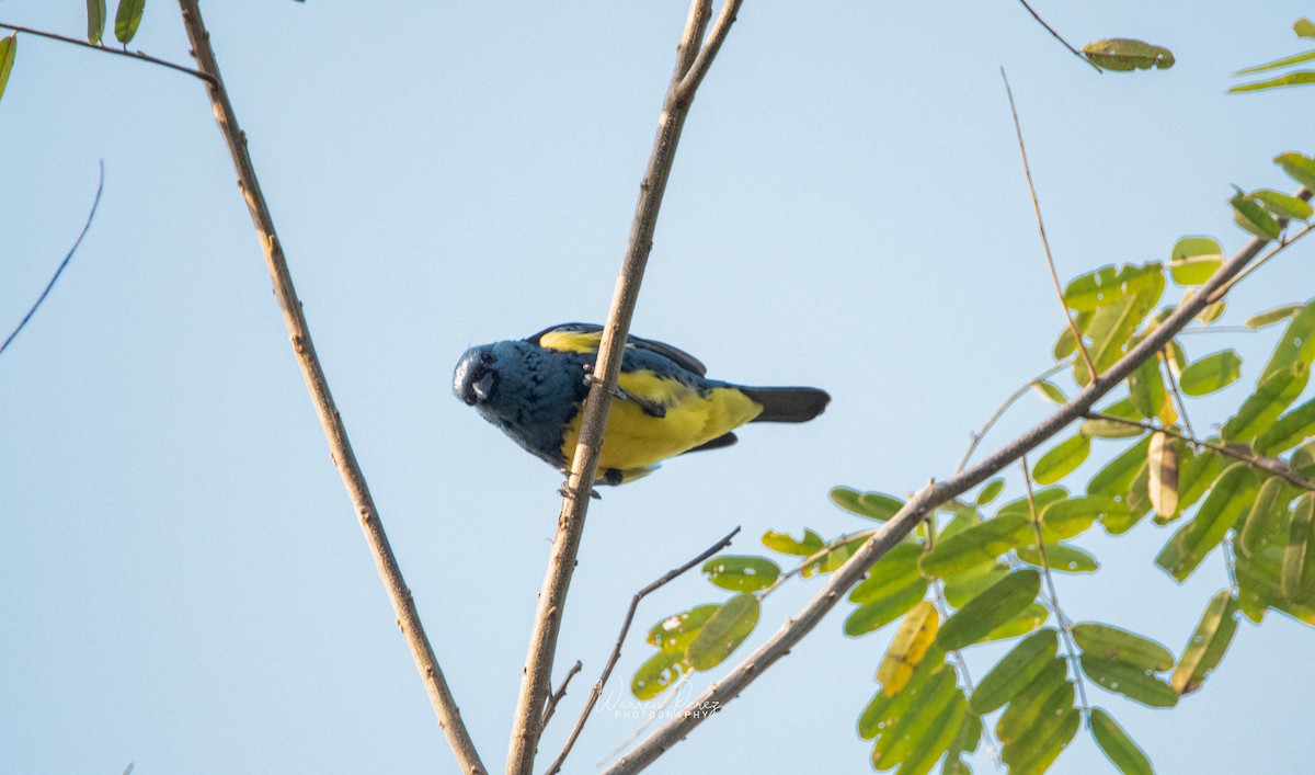 Turquoise Tanager - ML603712671