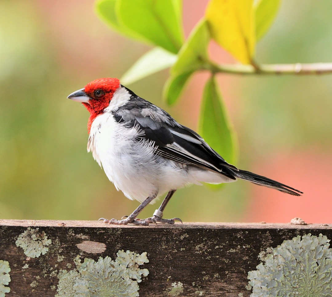 Red-cowled Cardinal - Júlio César Machado