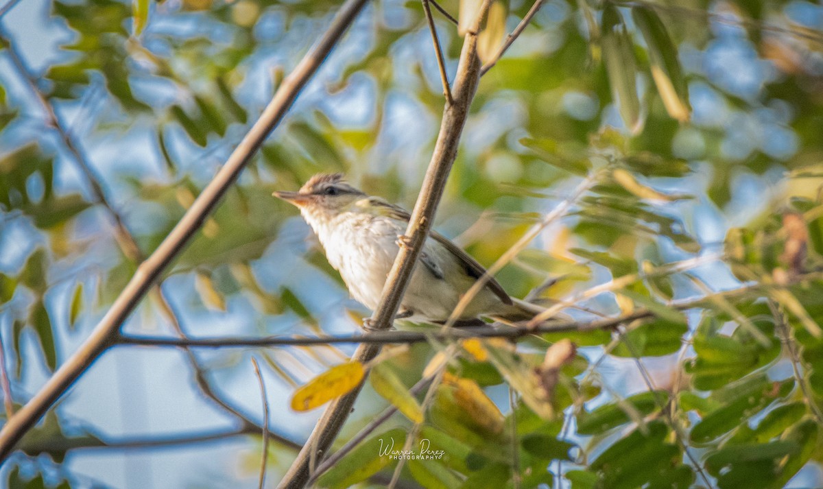 Brown-capped Vireo - ML603712721