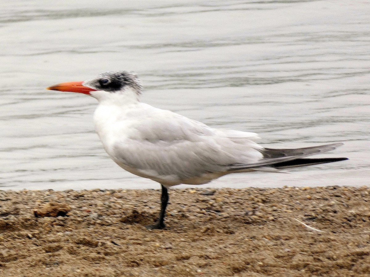 Caspian Tern - ML603713031