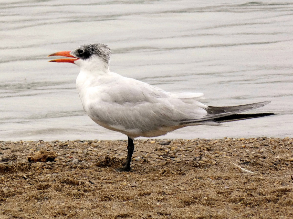 Caspian Tern - ML603713101