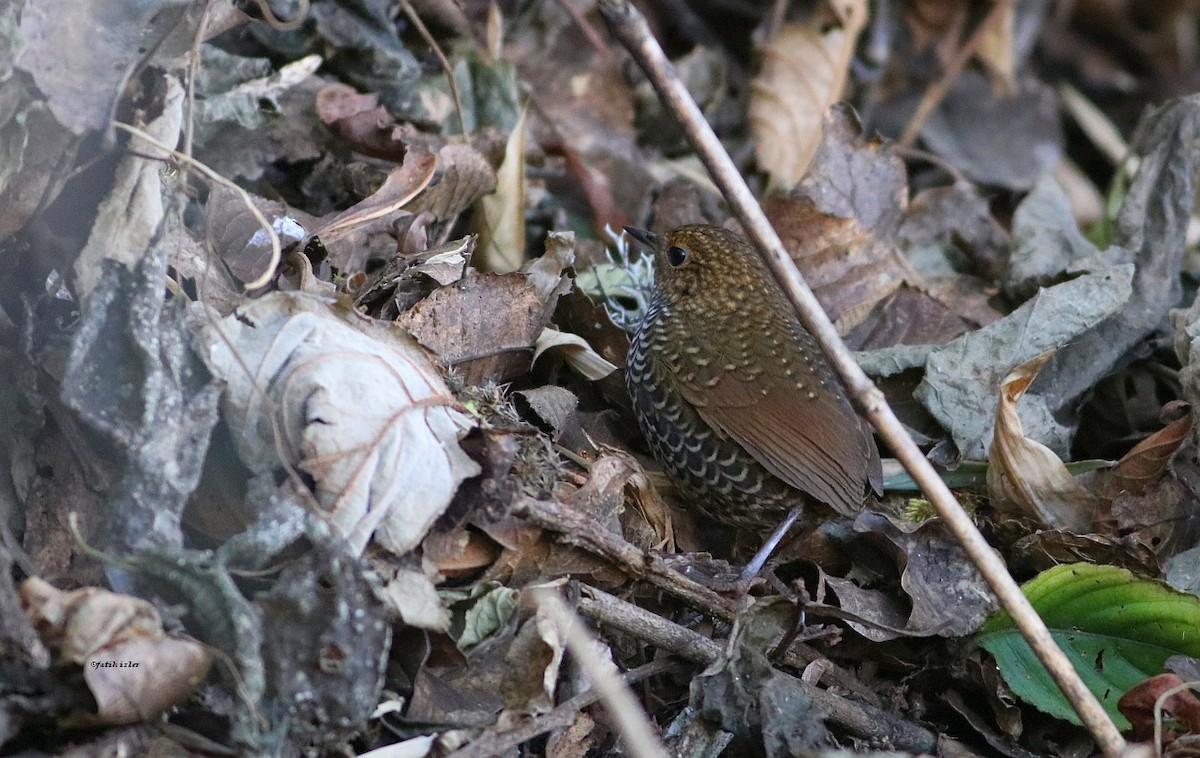 Scaly-breasted Cupwing (Himalayan) - ML603713411