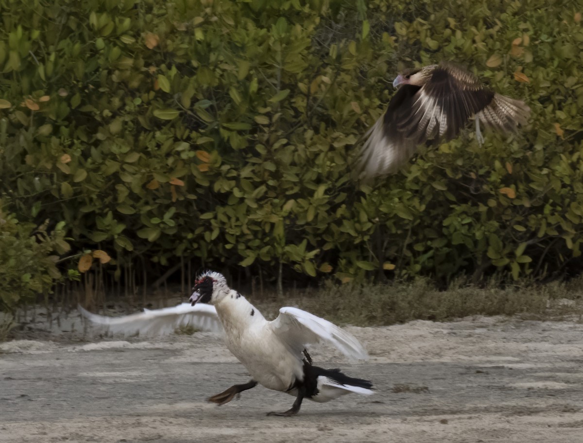 Crested Caracara - Susan Davis