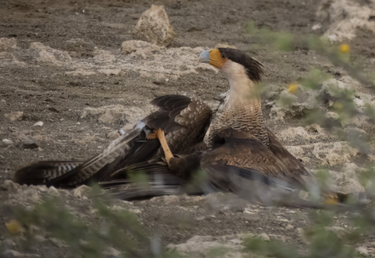 Crested Caracara - Susan Davis